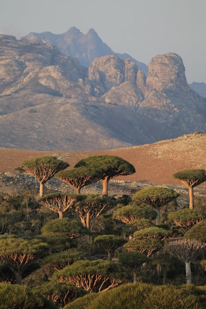 Landscape of Dracaena Dragon Trees and Mountains in the Background 